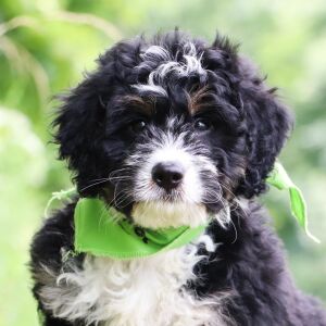 Bernedoodle Puppy Easten