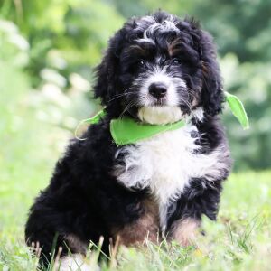 Bernedoodle Puppy Easten