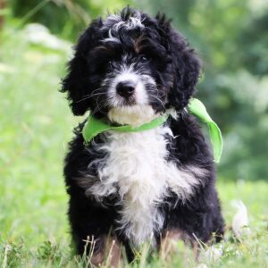 Bernedoodle Puppy Easten