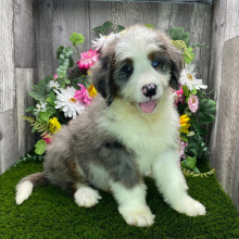 Bernedoodle Puppy Jett