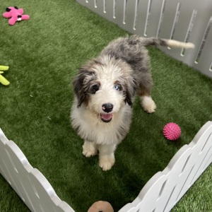 Bernedoodle Puppy Jett