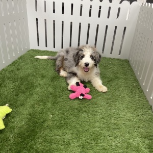 Bernedoodle Puppy Jett