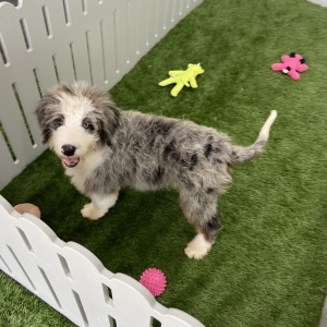 Bernedoodle Puppy Jett