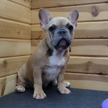 French Bulldog Puppy Passion