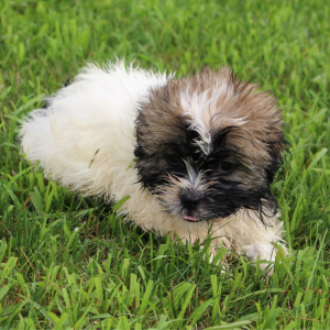 Havashu Puppy Reece