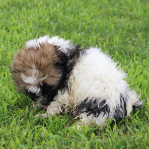 Havashu Puppy Reece