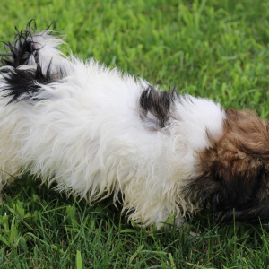 Havashu Puppy Reece