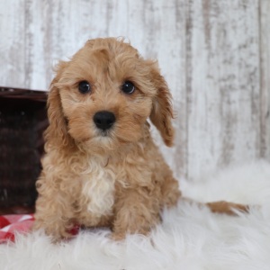 Cavapoo Puppy Echo