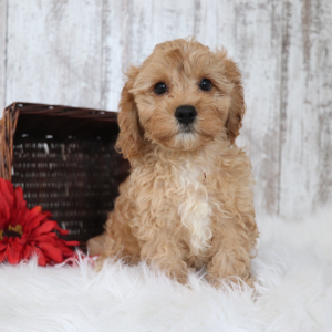 Cavapoo Puppy Echo
