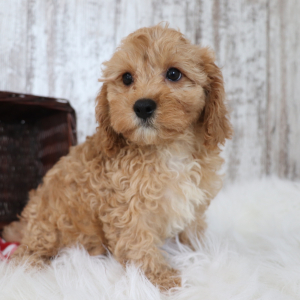 Cavapoo Puppy Echo