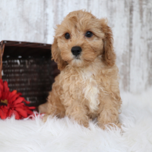 Cavapoo Puppy Echo