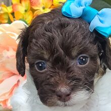 Havapoo Puppy Sofie