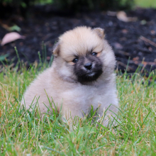 Pomeranian Puppy Wally