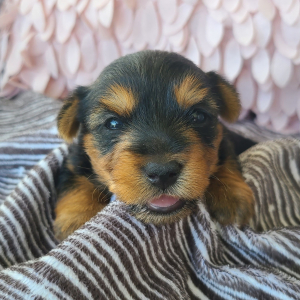 Yorkshire Terrier Puppy Lula