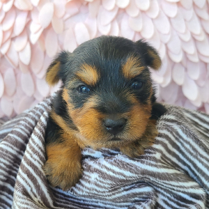 Yorkshire Terrier Puppy Lula