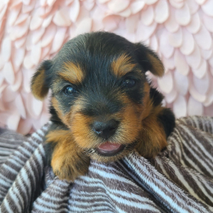 Yorkshire Terrier Puppy Lula