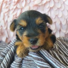 Yorkshire Terrier Puppy Lula