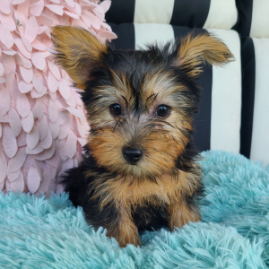 Yorkshire Terrier Puppy Lula