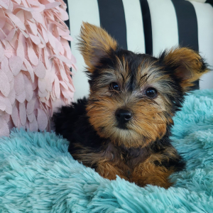 Yorkshire Terrier Puppy Lula