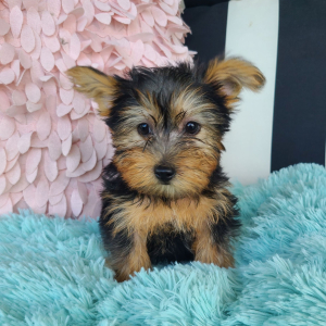 Yorkshire Terrier Puppy Lula