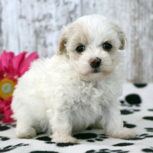 Maltipoo Puppy Violet
