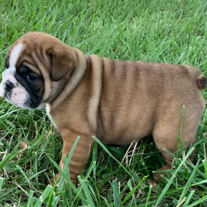 Bulldog Puppy Moose