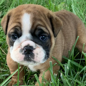 Bulldog Puppy Moose