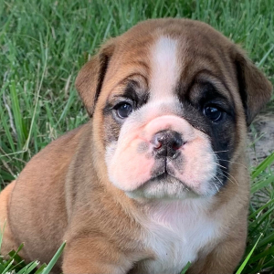 Bulldog Puppy Moose