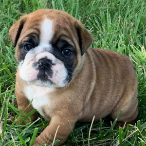 Bulldog Puppy Moose