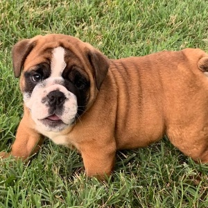 Bulldog Puppy Moose