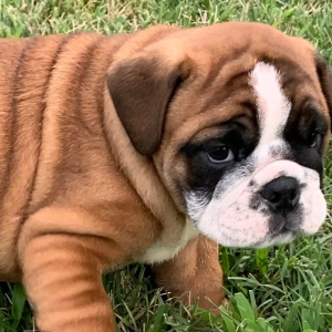 Bulldog Puppy Moose