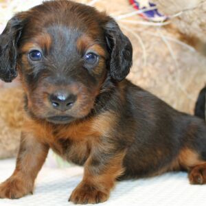 Dachshund Puppy Anna
