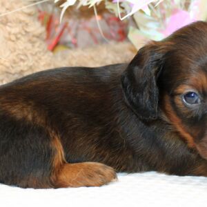 Dachshund Puppy Anna