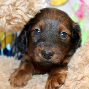 Dachshund Puppy Anna
