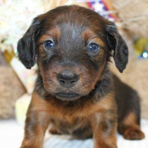 Dachshund Puppy Anna