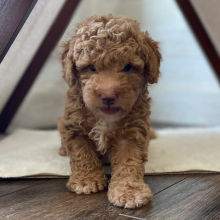 Aussiedoodle Puppy Mitchel