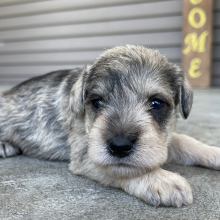 Miniature Schnauzer Puppy Isaac