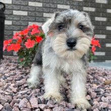 Miniature Schnauzer Puppy Isaac