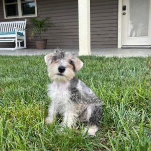 Miniature Schnauzer Puppy Isaac