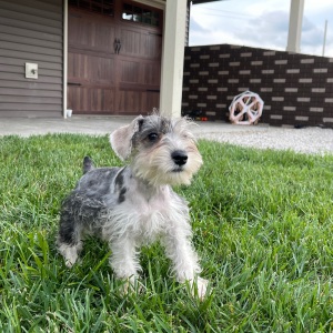 Miniature Schnauzer Puppy Isaac