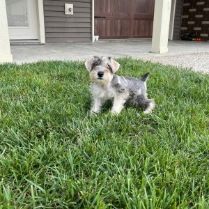 Miniature Schnauzer Puppy Isaac