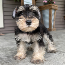 Miniature Schnauzer Puppy Harper