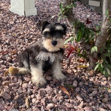 Miniature Schnauzer Puppy Harper