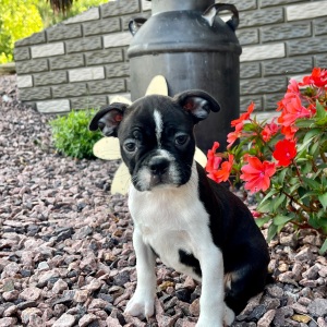Boston Terrier Puppy Kaylee