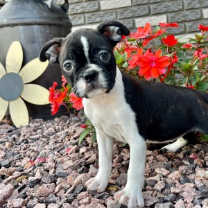 Boston Terrier Puppy Kaylee