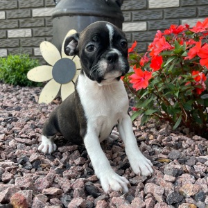 Boston Terrier Puppy Kaylee