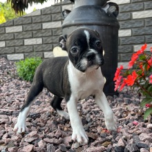 Boston Terrier Puppy Kaylee