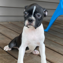Boston Terrier Puppy Kaylee