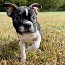 Boston Terrier Puppy Kaylee