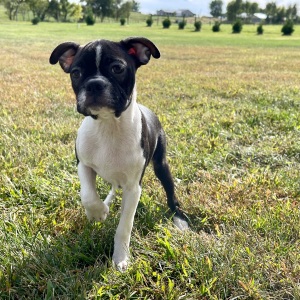 Boston Terrier Puppy Kaylee